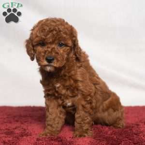 Jo, Cavapoo Puppy